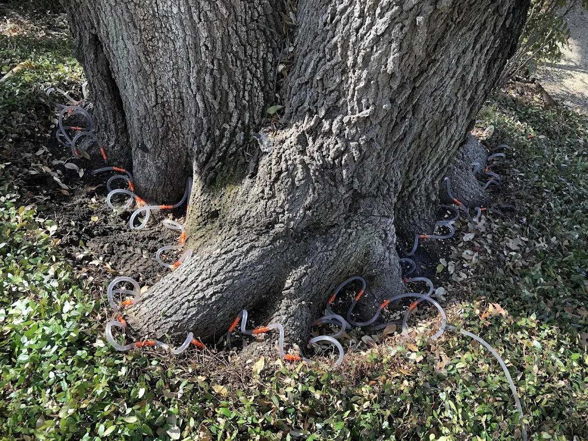 Detailed Tree Cabling and Bracing job site in Annada