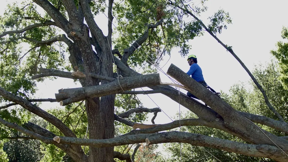 Professional Crown Thinning performed by certified arborists in Annada